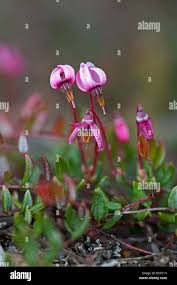 Attēlu rezultāti vaicājumam “Oxycoccus palustris flower”