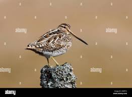 Attēlu rezultāti vaicājumam “Gallinago gallinago nest”