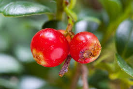 Attēlu rezultāti vaicājumam “Vaccinium vitis-idaea fruit”