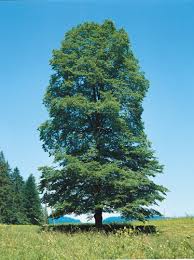 Attēlu rezultāti vaicājumam “Ulmus glabra”