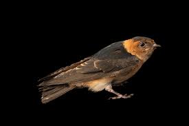 Image result for Cecropis daurica