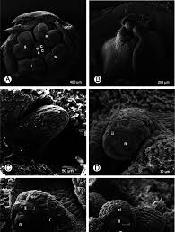 Attēlu rezultāti vaicājumam “Euonymus europaeus bud”