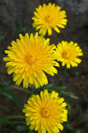 Attēlu rezultāti vaicājumam “Hypochaeris radicata”