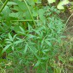 Attēlu rezultāti vaicājumam “Peucedanum palustre leaf”