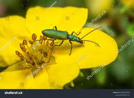 Attēlu rezultāti vaicājumam “Chrysanthia viridissima”