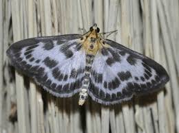 Attēlu rezultāti vaicājumam “Anania stachydalis”