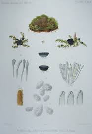 Attēlu rezultāti vaicājumam “Mniaecia jungermanniae”