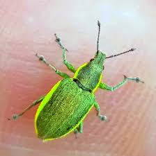 Attēlu rezultāti vaicājumam “Chlorophanus viridis”