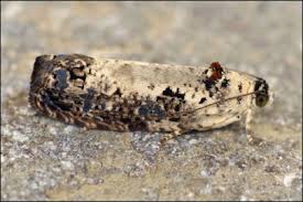 Attēlu rezultāti vaicājumam “Hedya salicella”