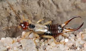 Attēlu rezultāti vaicājumam “Forficula auricularia”