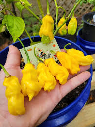 Afbeeldingsresultaat voor mme jeanette hot pepper