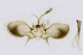 Attēlu rezultāti vaicājumam “Anticollix sparsata”