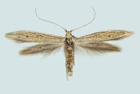 Attēlu rezultāti vaicājumam “Coleophoridae”