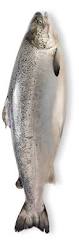 Image result for Salmo salar