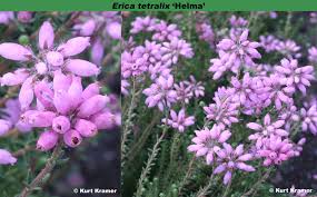 Attēlu rezultāti vaicājumam “Erica tetralix”