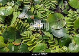 Attēlu rezultāti vaicājumam “Hydrocharis morsus-ranae leaf”