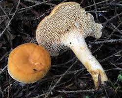 Attēlu rezultāti vaicājumam “Hydnum repandum”