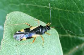 Attēlu rezultāti vaicājumam “Dryophilocoris flavoquadrimaculatus imago”