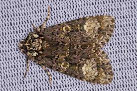 Attēlu rezultāti vaicājumam “Craniophora ligustri imago”