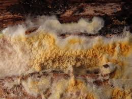 Attēlu rezultāti vaicājumam “Leucogyrophana mollusca”