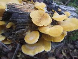 Attēlu rezultāti vaicājumam “Phyllotopsis nidulans”