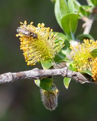 Attēlu rezultāti vaicājumam “Salix myrsinifolia male flower”