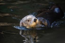 Image result for Worthing Otters