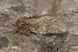 Attēlu rezultāti vaicājumam “Peridea anceps”