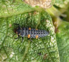 Attēlu rezultāti vaicājumam “Coccinella septempunctata larva”