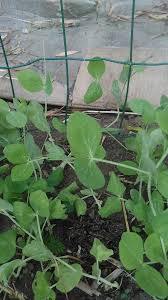 Attēlu rezultāti vaicājumam “Pisum sativum leaf”