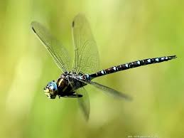 Attēlu rezultāti vaicājumam “Aeshna juncea”