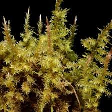 Attēlu rezultāti vaicājumam “Calliergon cordifolium”