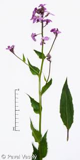 Attēlu rezultāti vaicājumam “Hesperis matronalis”