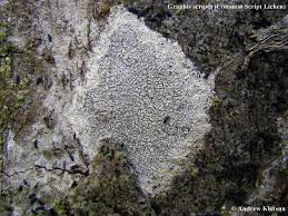 Attēlu rezultāti vaicājumam “Graphis scripta”