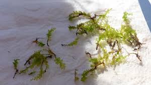 Attēlu rezultāti vaicājumam “Plagiomnium affine”