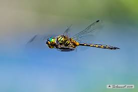 Attēlu rezultāti vaicājumam “Somatochlora flavomaculata”