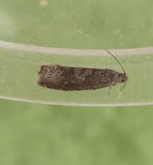 Attēlu rezultāti vaicājumam “Grapholita funebrana larva”