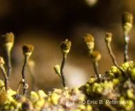 Attēlu rezultāti vaicājumam “Chaenotheca furfuracea”