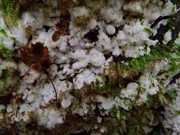 Attēlu rezultāti vaicājumam “Physisporinus sanguinolentus”