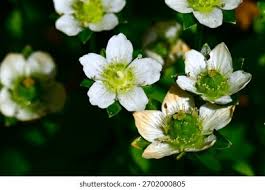 Attēlu rezultāti vaicājumam “Parnassia palustris bud”