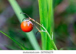 Attēlu rezultāti vaicājumam “Convallaria majalis fruit”