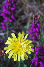 Attēlu rezultāti vaicājumam “Leontodon autumnalis”