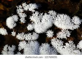 Attēlu rezultāti vaicājumam “Ceratiomyxa fruticulosa plasmodium”