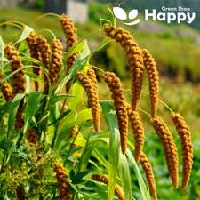 Attēlu rezultāti vaicājumam “Setaria italica”