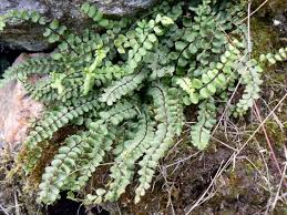 Attēlu rezultāti vaicājumam “Asplenium trichomanes”