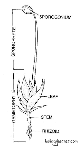 Attēlu rezultāti vaicājumam “Funaria hygrometrica sporophyte”