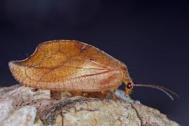 Attēlu rezultāti vaicājumam “Drepanepteryx phalaenoides”