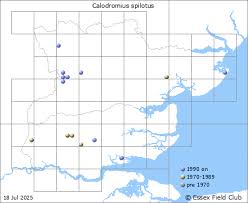 Attēlu rezultāti vaicājumam “Calodromius spilotus”