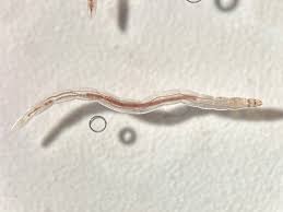 Attēlu rezultāti vaicājumam “Chironomidae larvae”