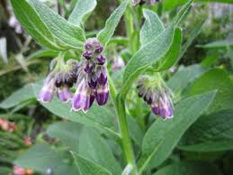 Attēlu rezultāti vaicājumam “Symphytum officinale flower”